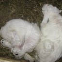 ����� �������� ��������� ����... �� ������� ����� 2010�