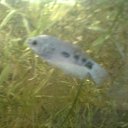 ���� ���������, ��������, 49 ��� - ��������� 5 �������� 2011 � ������ �������