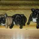 ���� ���������, �����������, 43 ���� - ��������� 11 ������ 2012 � ������ �_.-;(*,!,*);-,_�