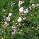 ����� ������
 �� ������� �������