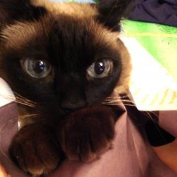 ���� ����, �����-��������� - ��������� 1 ���� 2010