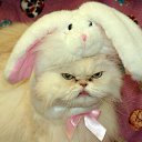 ���� Vi, ����������� - ��������� 7 ������ 2012 � ������ �������� XD�