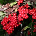 ���� ������, �����������, 65 ��� - ��������� 25 ��� 2012 � ������ ���� ����������