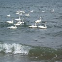 ���� �����, �������, 77 ��� - ��������� 8 ������ 2013