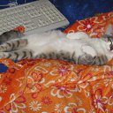 ���� �����, ������������, 43 ���� - ��������� 16 ��� 2011 � ������ �������