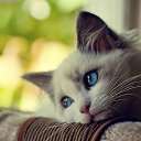 ���� ������, ������, 42 ���� - ��������� 7 ������� 2011 � ������ ���� ����������