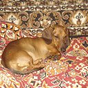 ���� �����, ������-��-����, 51 ��� - ��������� 26 ����� 2011 � ������ ���� ��������