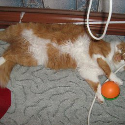 ���� ����, �������� ���� - ��������� 15 ������� 2009