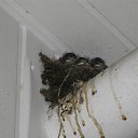 ���� Ss, ������, 53 ���� - ��������� 4 ������� 2011 � ������ ���� ����������