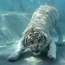 ���� �������, �����-���������, 40 ��� - ��������� 8 ������� 2012 � ������ �������