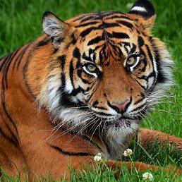 ����, �����������, 39 ���