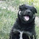���� Sapfira, ����-����������� - ��������� 24 ������� 2012 � ������ ���� ����������