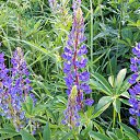 ����� �� ������� ����λ