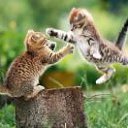 ���� ����, ���, 34 ���� - ��������� 13 ���� 2013