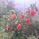 ���� ������, ���������, 48 ��� - ��������� 15 ������ 2013 � ������ ���� ����������