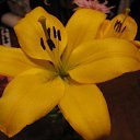 ���� ���, �����-���������, 44 ���� - ��������� 25 ������� 2009 � ������ ���� ����������