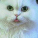 ���� Joy, ����� - ��������� 28 ���� 2010