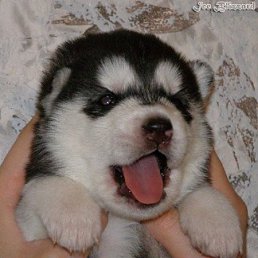 ���� �lin�ch�a, ������, 25 ��� - ��������� 24 �������� 2010