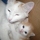 ���� �����, ���������, 34 ���� - ��������� 1 �������� 2010 � ������ ���� ������� ��������