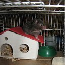 ���� (=����������=), ������, 31 ��� - ��������� 9 ������ 2012 � ������ �������(����) ��� ���� R.I.P.�
