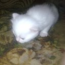 ���� ��������, ������, 61 ��� - ��������� 8 ����� 2010 � ������ ������ �� �������