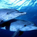 ���� �������, ���������, 48 ��� - ��������� 25 ������ 2012