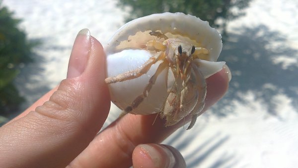 :  - Olga Gertsogova Gertsogova, 43 , 