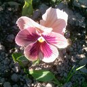 ���� �������, �������, 58 ��� - ��������� 15 �������� 2012 � ������ ��� �� ��� ������ �����������