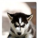 ���� "@����", �����-���������, 25 ��� - ��������� 6 ������� 2010 � ������ ��@��� �@��� �@��Ȼ