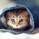  .,  -  24  2013    !