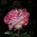 ���� ��������, ������ - ��������� 23 ������� 2010 � ������ �������