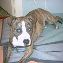 ���� Krappy, ������, 57 ��� - ��������� 9 ������ 2012 � ������ �Vogelbeen�