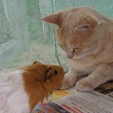 ���� �������, ������, 41 ��� - ��������� 14 ������ 2010