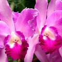 ���� Edgarihe, ����������� - ��������� 12 ������ 2011 � ������ ��������