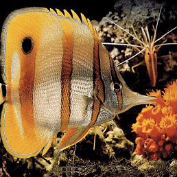 ���� ����, ������, 25 ��� - ��������� 14 ������� 2012