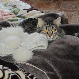 ���� ������, ���������, 47 ��� - ��������� 12 ������ 2013