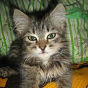 ���� �������, ��������, 37 ��� - ��������� 2 ������ 2009 � ������ ������