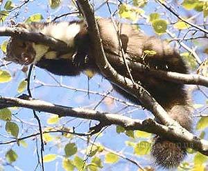 ���� ������, ��������, 44 ���� - ��������� 7 ���� 2011