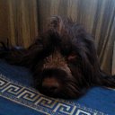 ���� �����, �����-���������, 52 ���� - ��������� 2 ������� 2012 � ������ ���� ����������