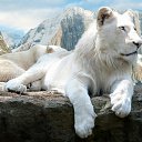 ���� ���������, ������������ - ��������� 26 ������ 2012 � ������ �����-����� ����� �������(lions, living signs of the zodiac)�