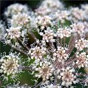 ���� ���������, ������, 71 ��� - ��������� 1 ������ 2012 � ������ ������������� ��� � �������.�