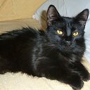 ��� ����� ����