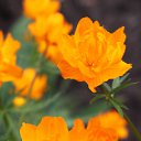 ���� �����, �����, 60 ��� - ��������� 21 ��� 2012 � ������ ������ �����