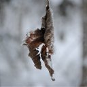 ������ �� ������� �������� �������