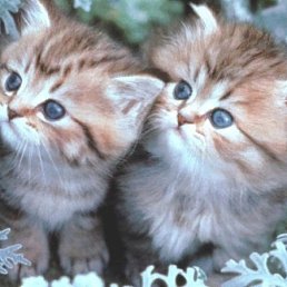 ���� ����, ������, 26 ��� - ��������� 5 ���� 2013