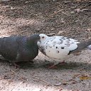 ���� Larisa, ����, 40 ��� - ��������� 3 ���� 2013