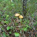 ���� ������, �����������, 60 ��� - ��������� 5 ���� 2012 � ������ ���� ����������