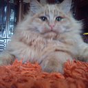 ��� ������ )
 �� ������� ���� ����������