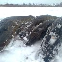 ���� ���������- ���� �������� !!, ������ - ��������� 6 ������� 2013 � ������ �06.02.2013�