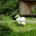 ���� Viktor Ne Golosuju, ������, 62 ���� - ��������� 12 �������� 2011 � ������ �Dublin Zoo�